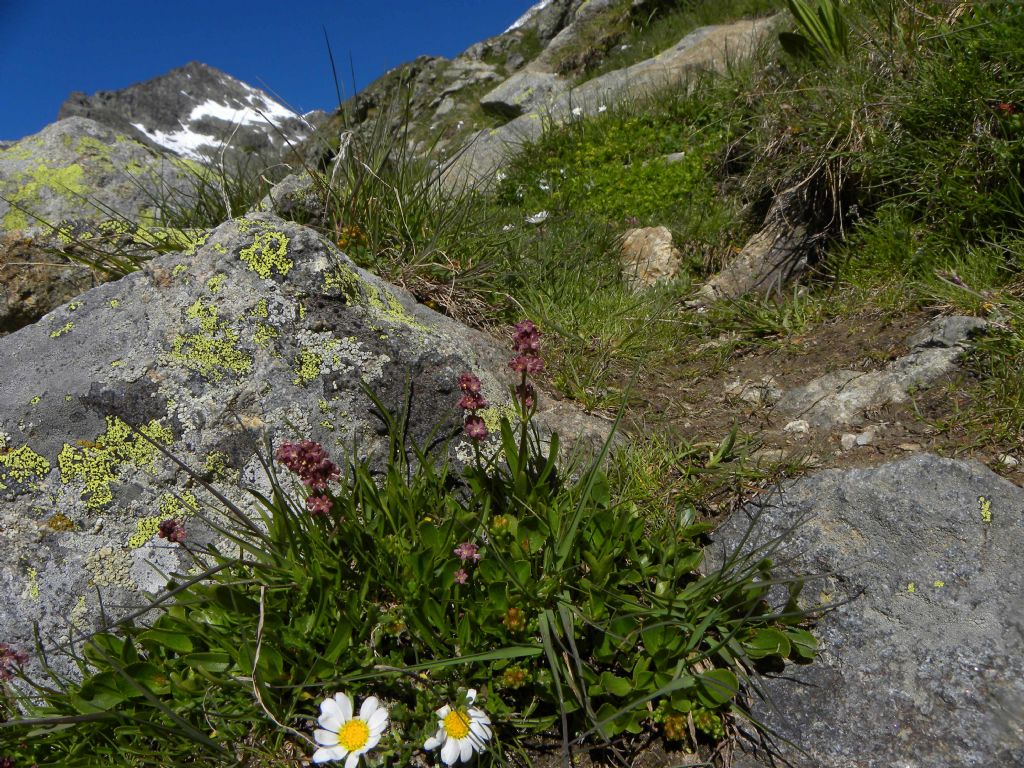 Valeriana celtica